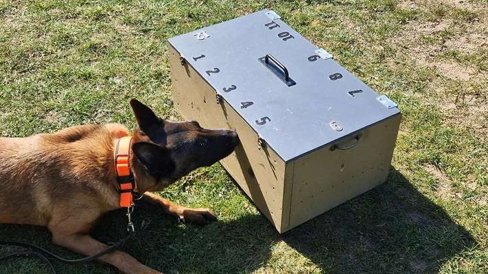 Giftköder-Spürhundesport (SHS) - Gruppenkurs-Bild