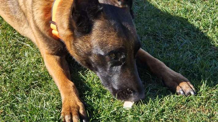 %{de_profession_title}-Spürhundesport (SHS) - LIVE ONLINE Kurs-Bild