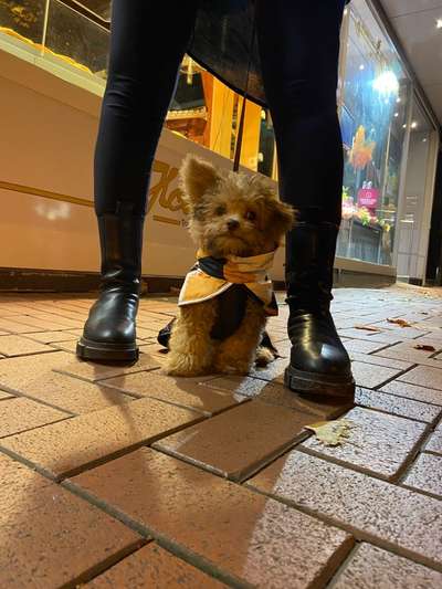 Maltipoo Freunde-Beitrag-Bild