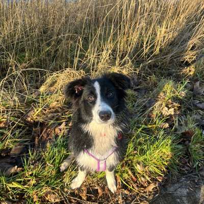 Hundetreffen-Gassi und Spielrunden in Wittenberge und Umgebung-Bild