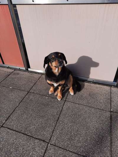 Auslandstierschutz-Beitrag-Bild