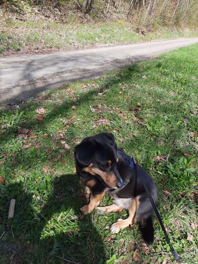 Auslandstierschutz-Beitrag-Bild