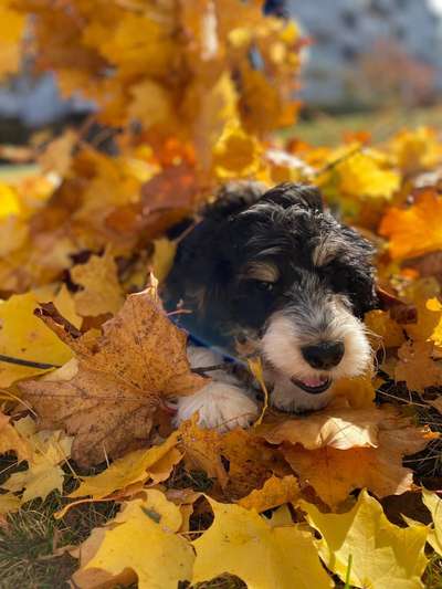 Fotochallenge Nr 55  -  Hund im November--Beitrag-Bild