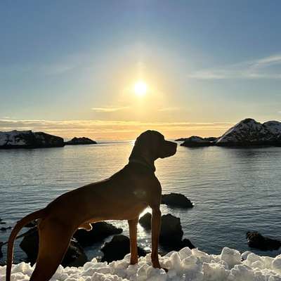 Hundetreffen-Suche private Mantrailing Gruppe in Burgdorf oder Umgebung-Bild