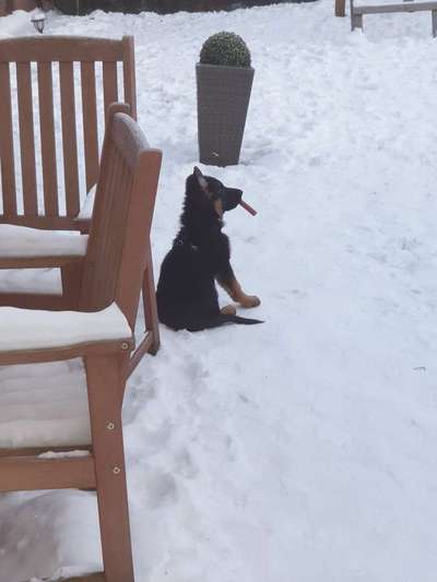 Schäferhund-Fans?-Beitrag-Bild