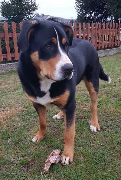 Weitere Große Schweizer Sennenhunde (oder andere große Rassen) hier?-Beitrag-Bild