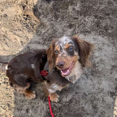 Hundetreffen-Bruno sucht Freund/Freundin 🤎-Bild