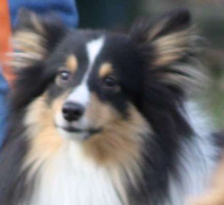 Shelties-Beitrag-Bild