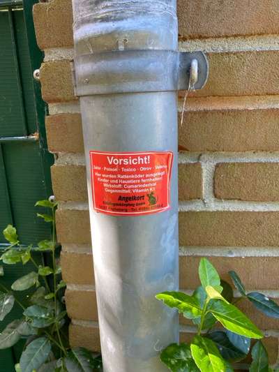 Giftköder-Rattengift-Bild