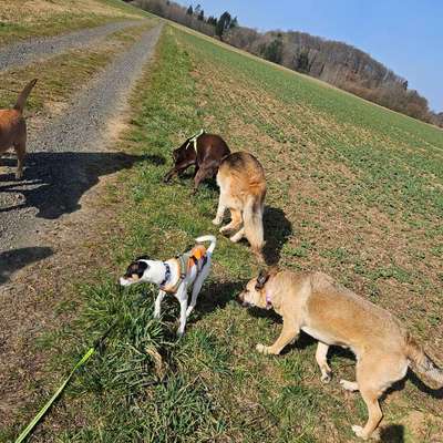 Hundetreffen-Hundewanderung-Bild