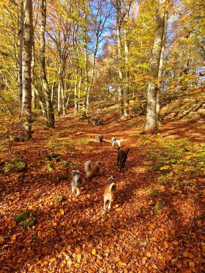 Hundetreffen-Hundewanderung und Gassirunden-Bild