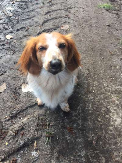 Dogorama Photo Challenge - Be my valentine-Beitrag-Bild