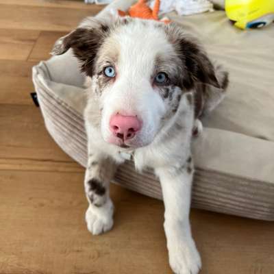 Hundetreffen-Welpentreffen Lauterbach & Umgebung-Bild