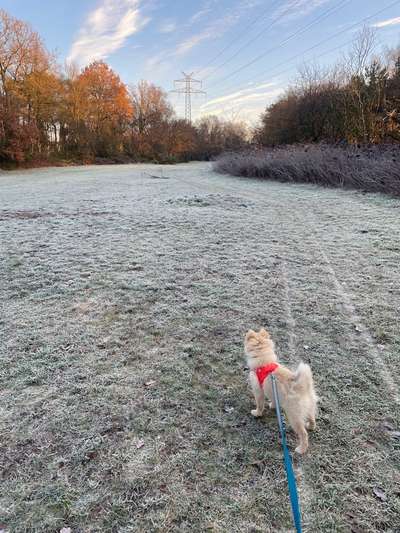 Hundetreffen-Treffen mit kleineren Rassen-Bild