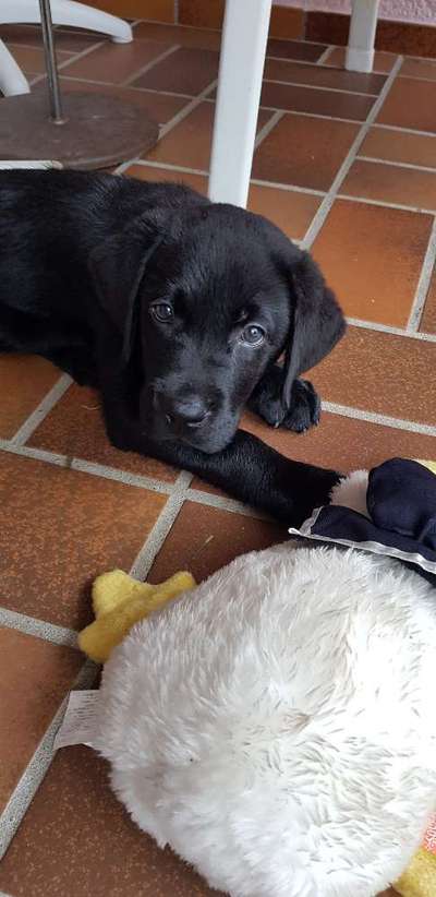 Welpen Bilder !-Beitrag-Bild