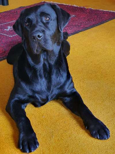 Labradorfans-Beitrag-Bild