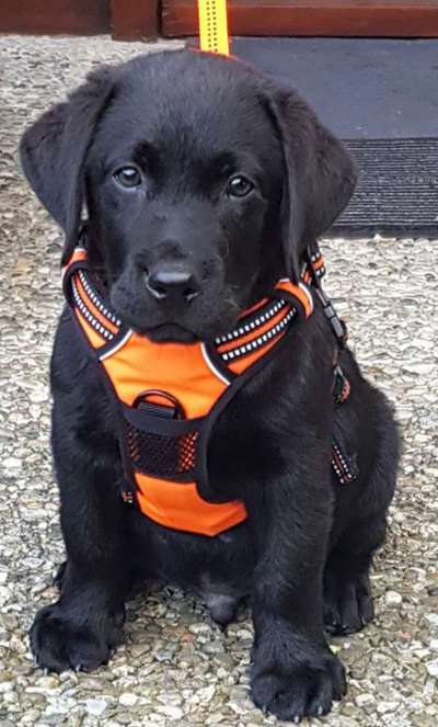 Welpen Bilder !-Beitrag-Bild