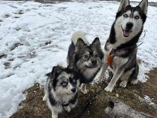 Hundetreffen-Neue Freunde (Spielrunden oder auch Gassirunden)-Bild