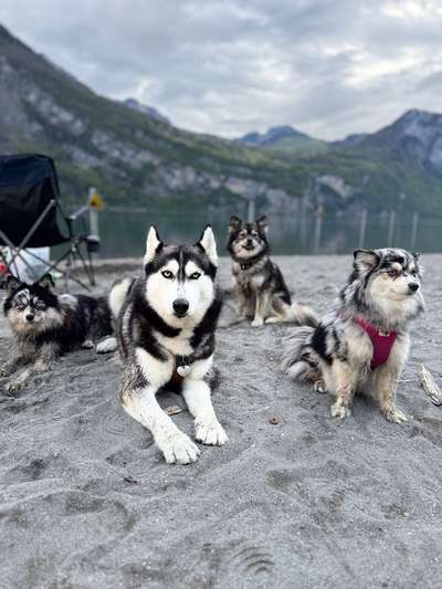 Hundetreffen-Spielnachmittag-Bild
