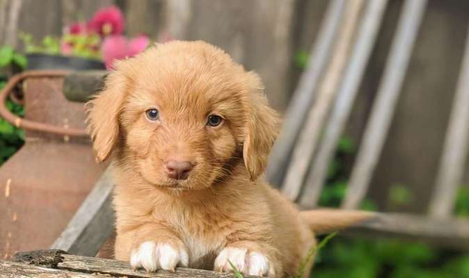 Welpen Bilder !-Beitrag-Bild