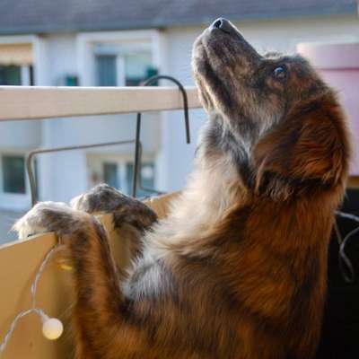 Hundetreffen-🐾Wer möchte uns begleiten? 🌱🌳-Bild