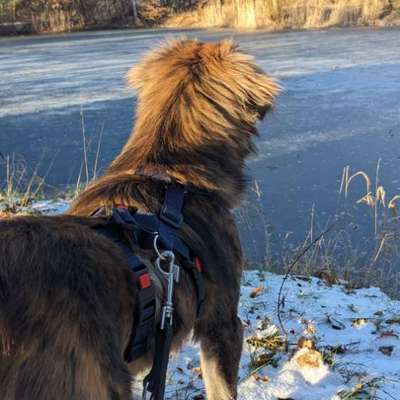 Hundetreffen-​🐾 Social Walk: Entspanntes Wandern mit Abstand (Hanau & Umgebung)-Bild