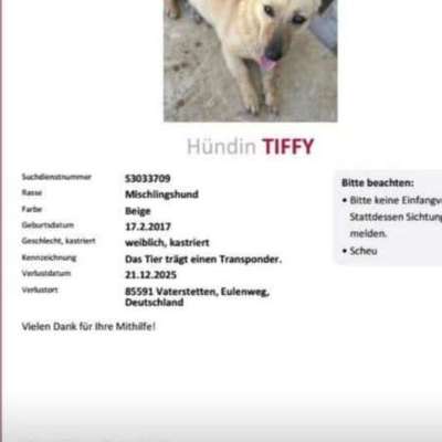 Suchmeldung-Tiffy-Bild