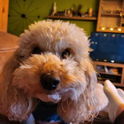 Hundetreffen-Hundegruppe LK OHZ und umzu-Bild