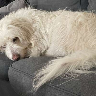 Hundetreffen-Hundesenioren-Treffen-Bild
