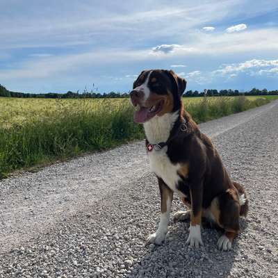 Hundetreffen-Gassirunde-Bild