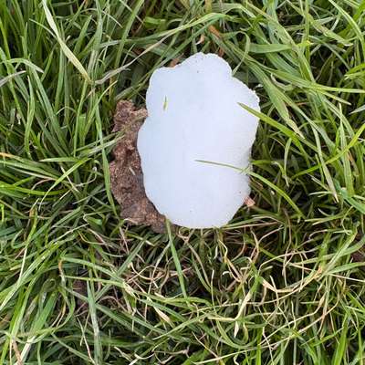 Giftköder-Weißer Schaum auf Grünstreifen-Bild