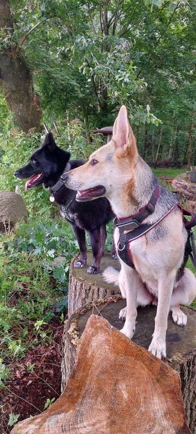 Hundetreffen-Lange Spaziergänge/Wanderungen-Bild