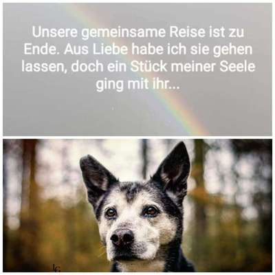 Unsere Fellnasen im Regenbogenland-Beitrag-Bild