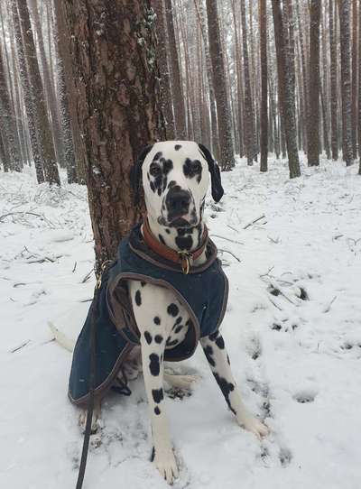 Hundekleidung - Top oder Flop-Beitrag-Bild