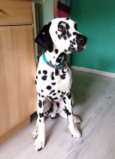 Welche Hunderasse-Beitrag-Bild