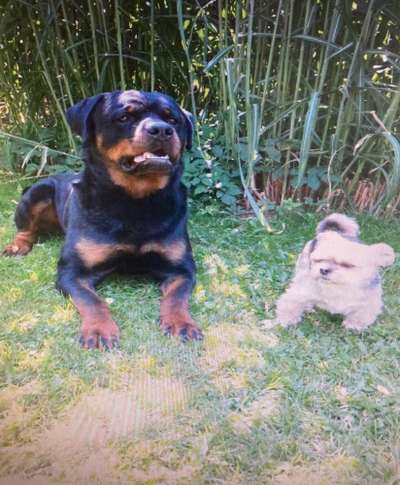 Dogorama Photo Challenge - Gegensätze-Beitrag-Bild