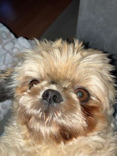 Zeigt mir die tollste Nahaufnahme von eurer Fellnase-Beitrag-Bild