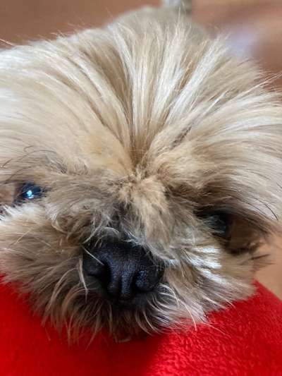 Zeigt mir die tollste Nahaufnahme von eurer Fellnase-Beitrag-Bild