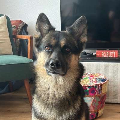 Hundetreffen-Spielen In Blomke-Bild