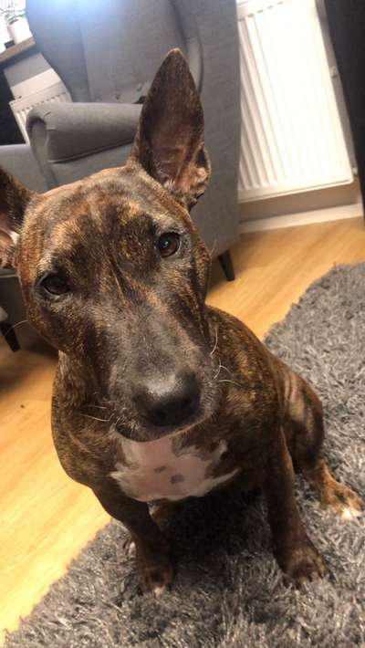 Miniatur Bull Terrier-Beitrag-Bild