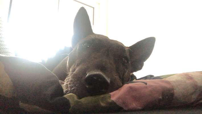 Miniatur Bull Terrier-Beitrag-Bild