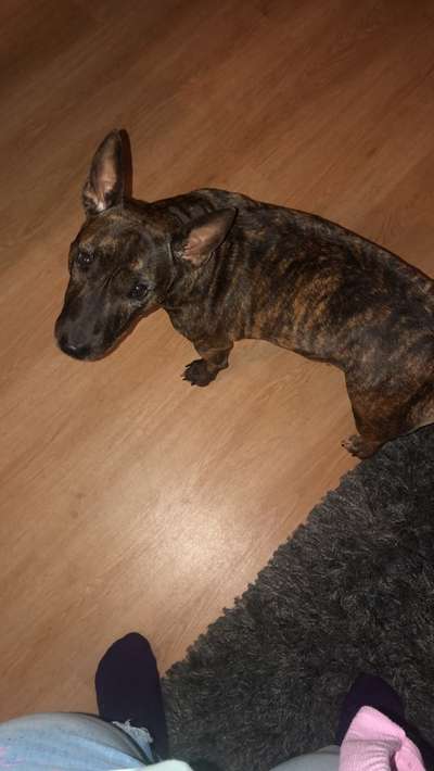 Rassismus bei Hunderassen-Beitrag-Bild