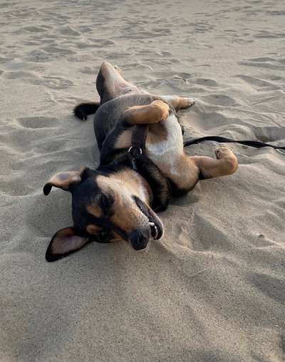 Wie kamst du zu deinem Hund?-Beitrag-Bild