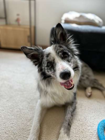 Hundetreffen-Suchen neue Hundefreunde-Bild