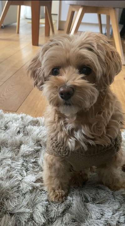 Hundetreffen-Gruppentreff-Bild