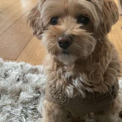 Hundetreffen-Gruppentreff-Bild