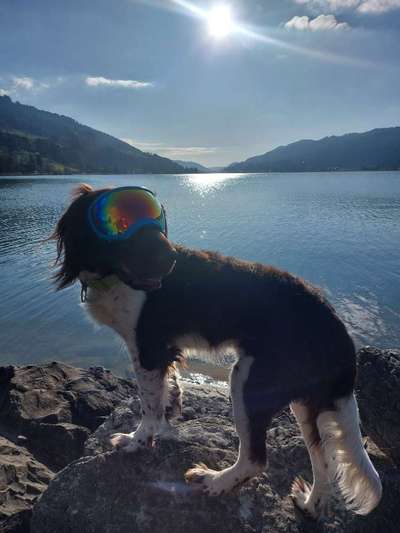 Sonnenbrille für den Hund-Beitrag-Bild