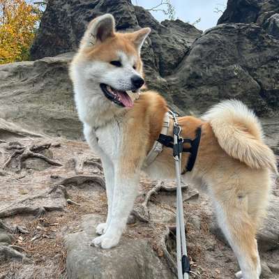 Hundetreffen-Wollen gemeinsam Üben? Suche Trainingspartner für meinen reaktiven Rüden-Bild