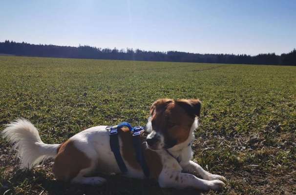 Dogorama Photo Challenge - Der Frühling kommt-Beitrag-Bild