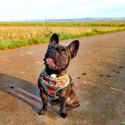 Hundetreffen-Junghunde Spaziergang im Feld-Bild